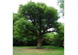 Quercus robur / Kocsányos tölgy